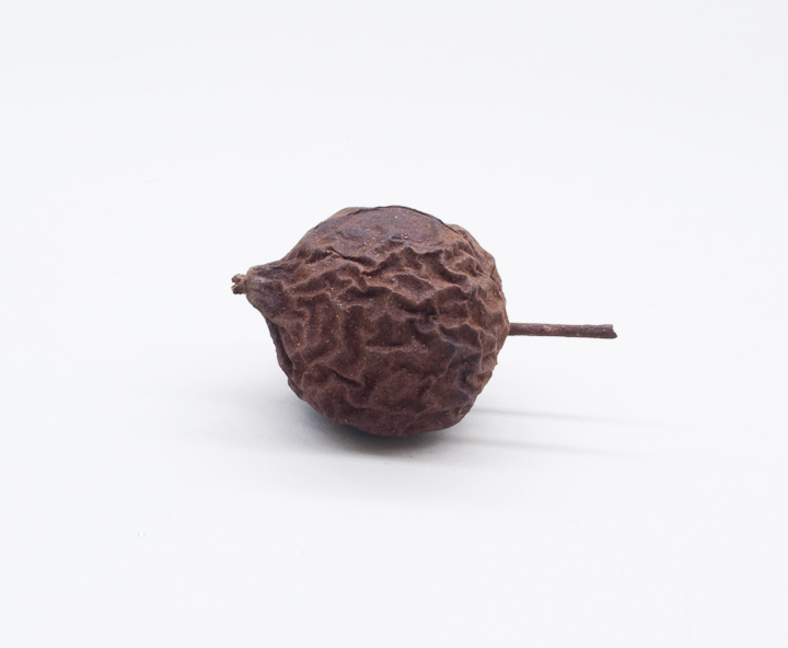 Juglans steyermarkii — photo