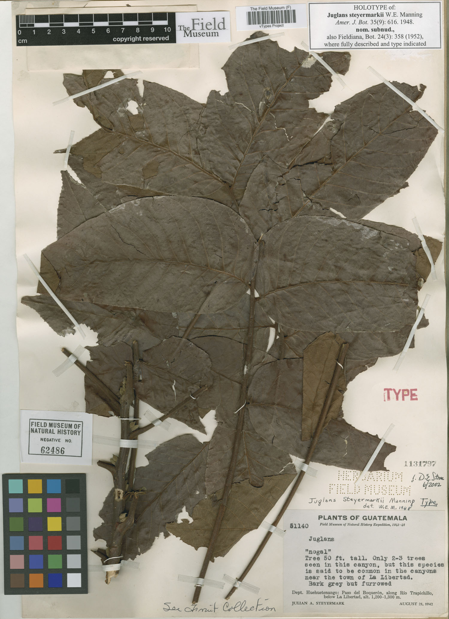 Juglans steyermarkii