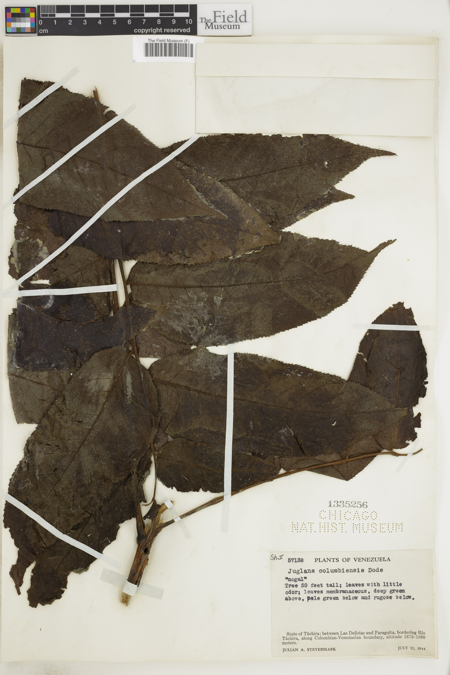 Juglans venezuelensis (Venezuelan walnut) — photo