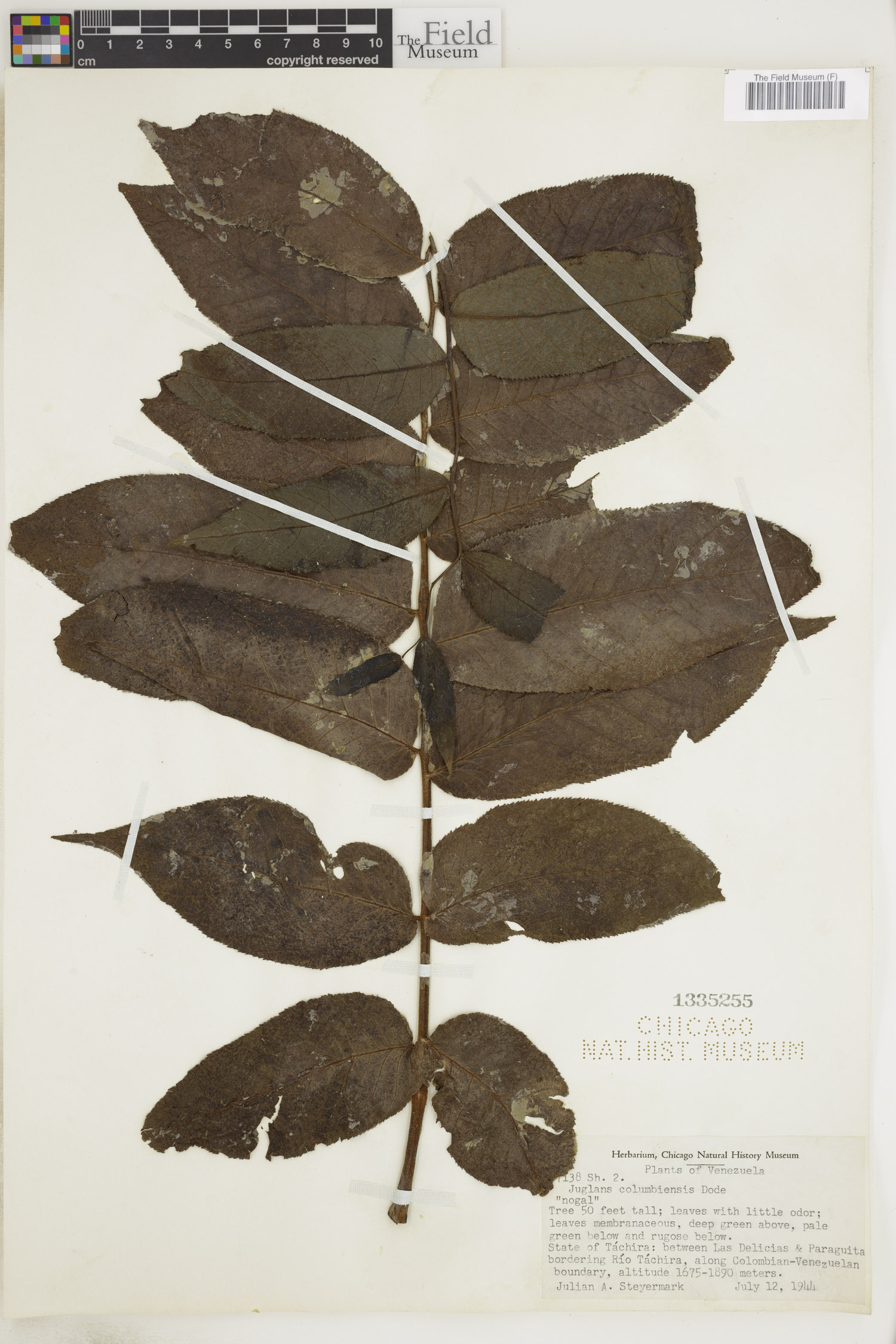 Juglans venezuelensis (Venezuelan walnut) — photo