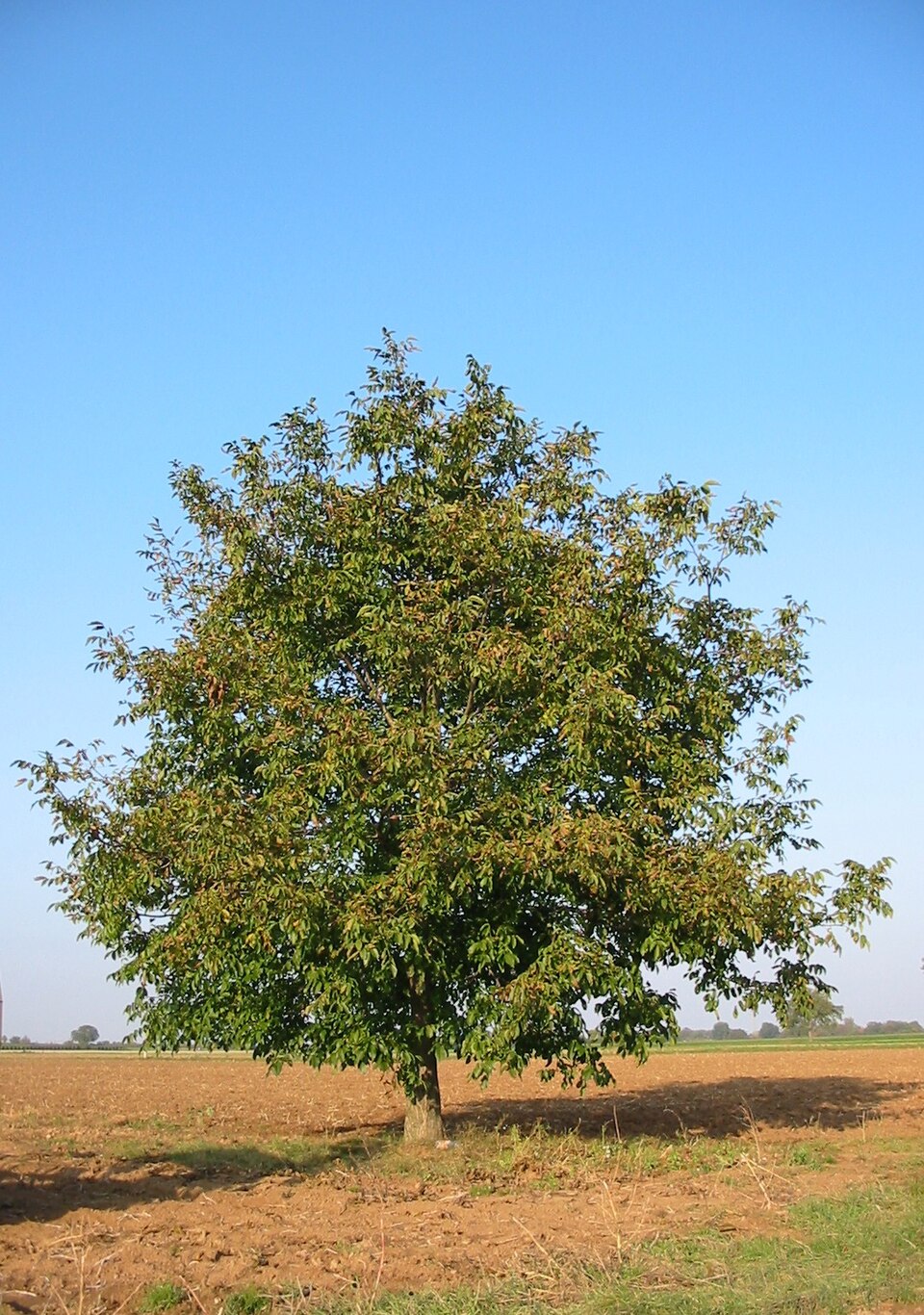 Juglans venezuelensis