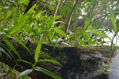 Jumellea fragrans (Bourbon tea) — photo