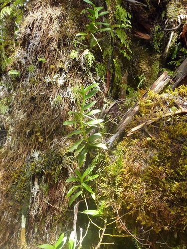 Jumellea fragrans