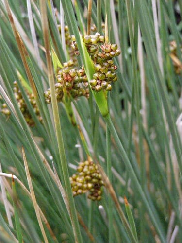 Juncus acutus (Sharp rush) — photo