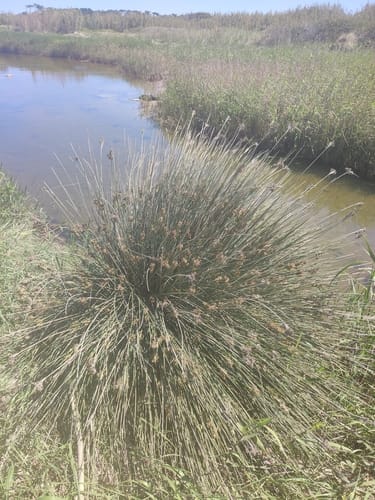 Juncus acutus (Sharp rush) — photo