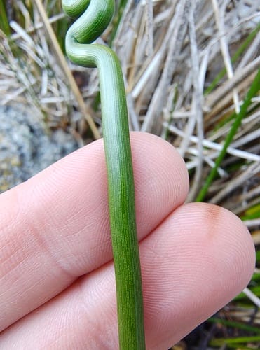 Juncus kraussii — photo