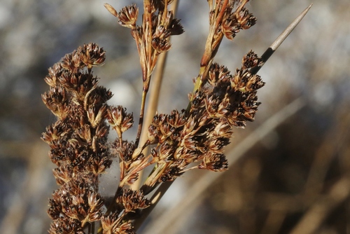 Juncus kraussii