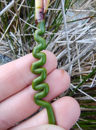 Juncus kraussii — photo