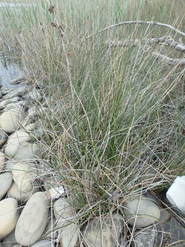 Juncus maritimus — photo