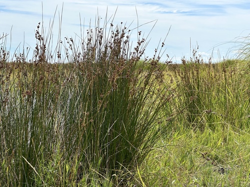 Juncus maritimus
