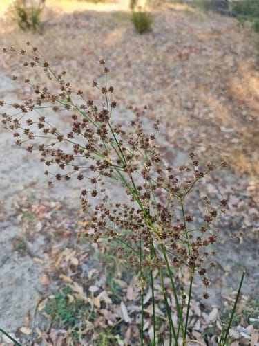 Juncus microcephalus — photo