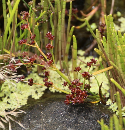 Juncus microcephalus