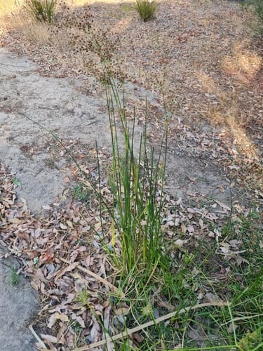 Juncus microcephalus — photo