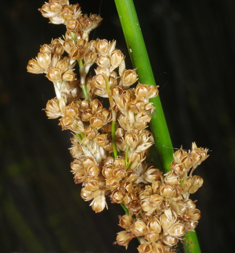Juncus procerus — photo