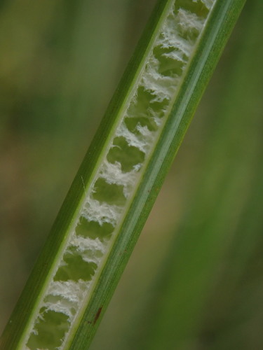 Juncus procerus — photo