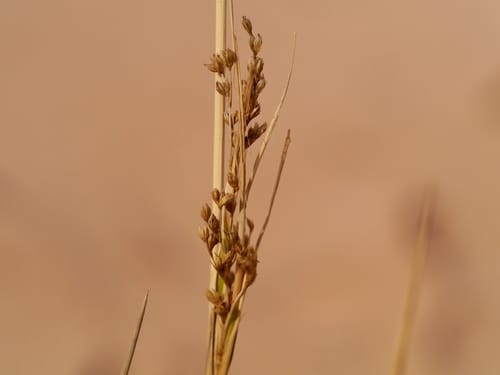 Juncus rigidus — photo