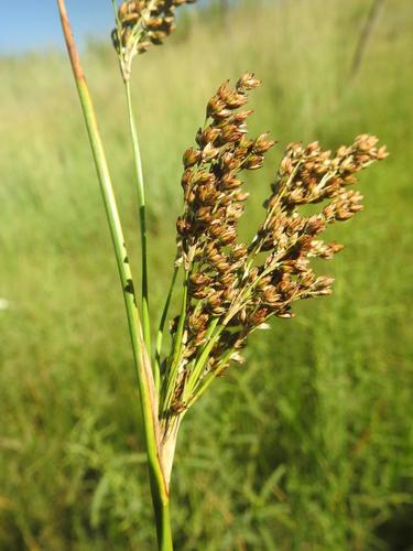 Juncus rigidus