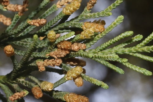 Juniperus bermudiana (Bermuda cedar) — photo