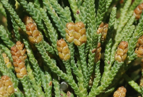 Juniperus bermudiana (Bermuda cedar) — photo