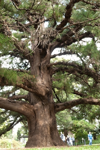 Juniperus bermudiana