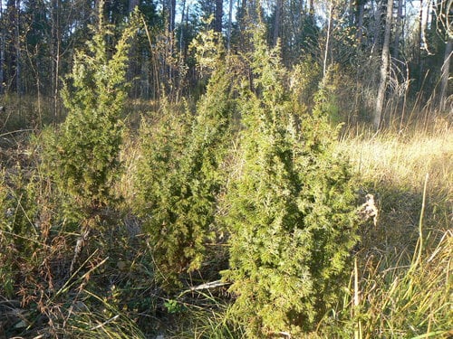Juniperus communis var. saxatilis (Common juniper) — photo