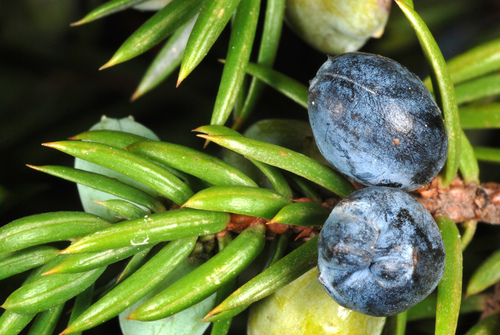 Juniperus communis var. saxatilis (Common juniper) — photo