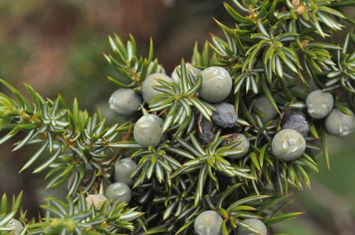 Juniperus communis var. saxatilis