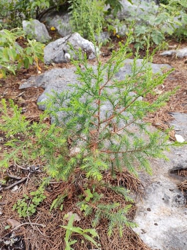 Juniperus flaccida — photo
