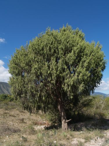 Juniperus flaccida