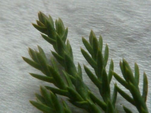 Juniperus horizontalis (Creeping juniper) — photo
