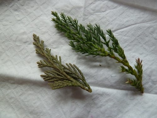 Juniperus horizontalis (Creeping juniper) — photo