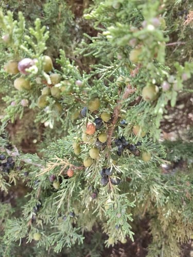 Juniperus indica — photo