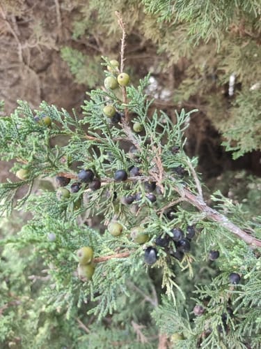 Juniperus indica — photo