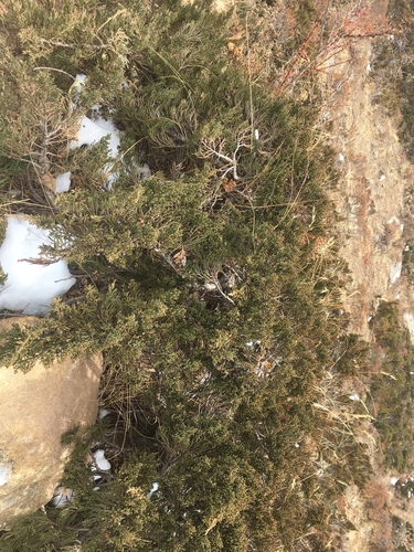 Juniperus indica