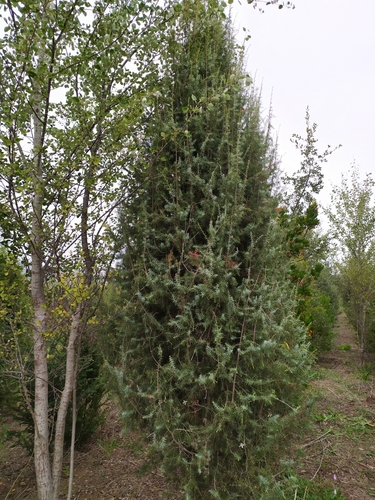 Juniperus oxycedrus
