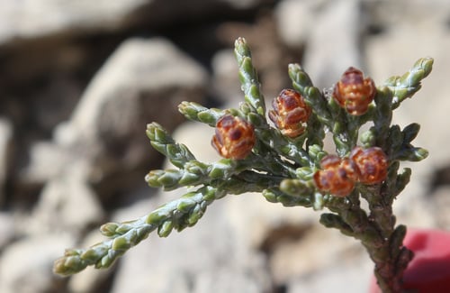 Juniperus polycarpos (Indian Juniper) — photo