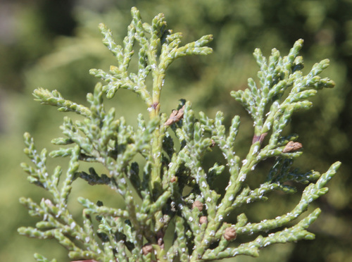 Juniperus polycarpos (Indian Juniper) — photo