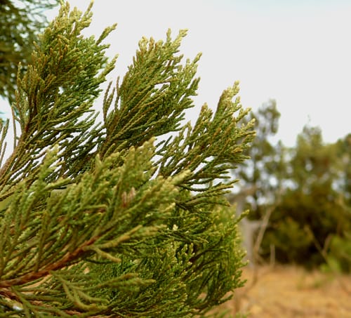 Juniperus procera (Cedar) — photo
