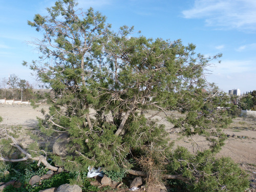 Juniperus procera