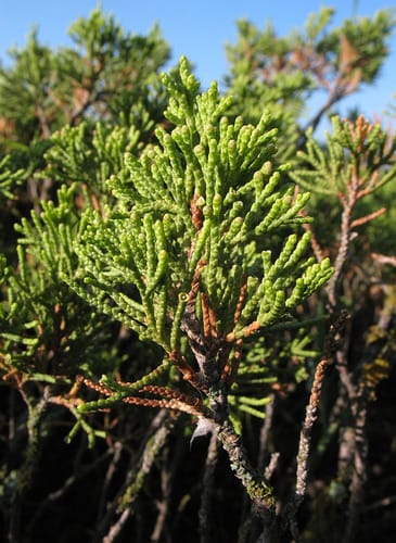 Juniperus sabina — photo