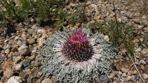 Jurinea moschus subsp. pinnatisecta — photo