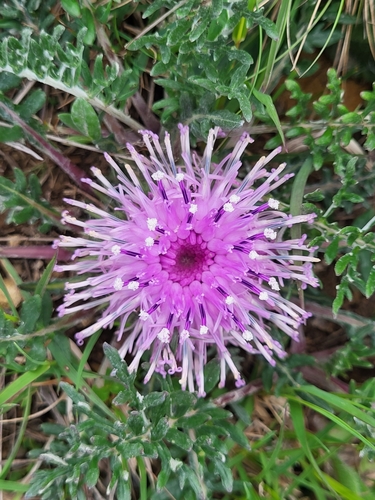 Jurinea moschus subsp. pinnatisecta — photo