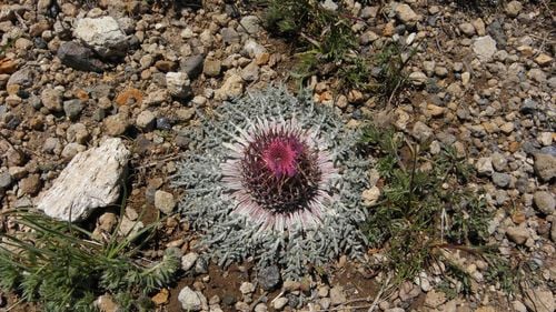 Jurinea moschus subsp. pinnatisecta