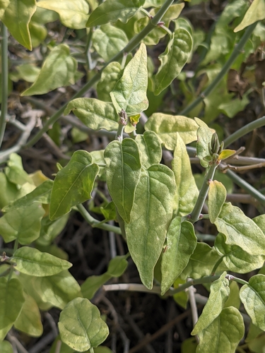 Justicia californica (Chuparosa) — photo