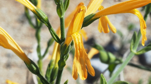 Justicia californica (Chuparosa) — photo