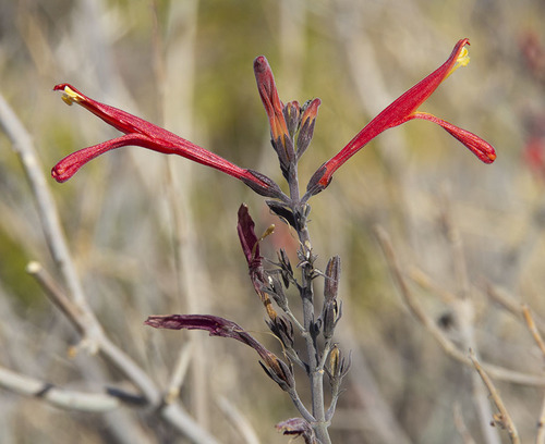 Justicia californica