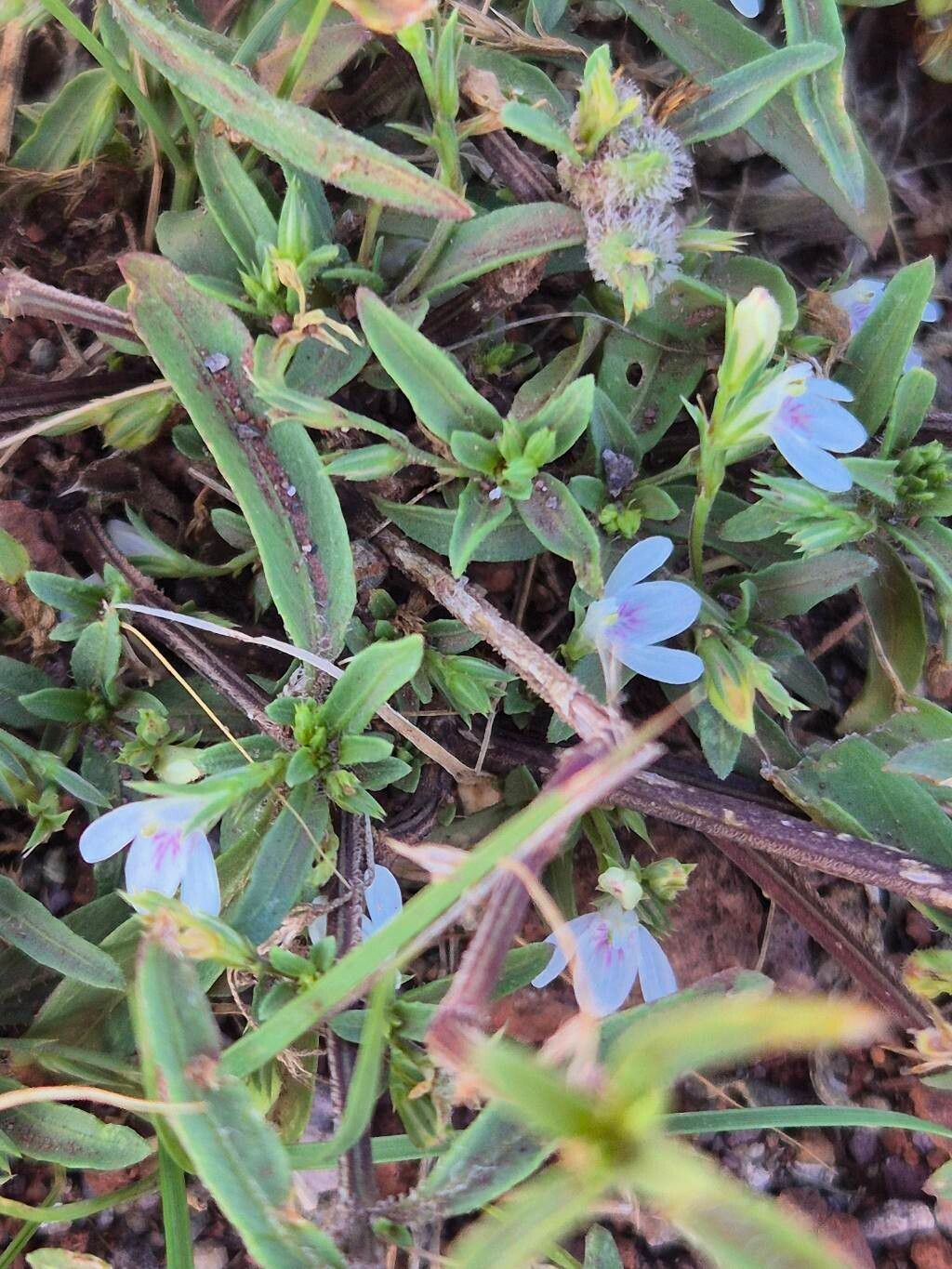 Justicia calyculata — photo