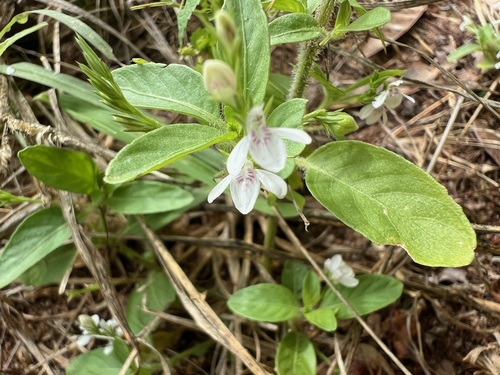 Justicia calyculata