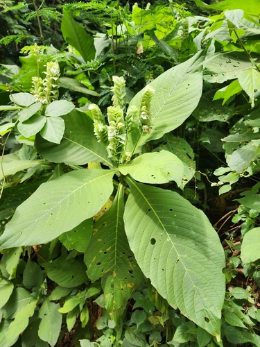 Justicia engleriana — photo