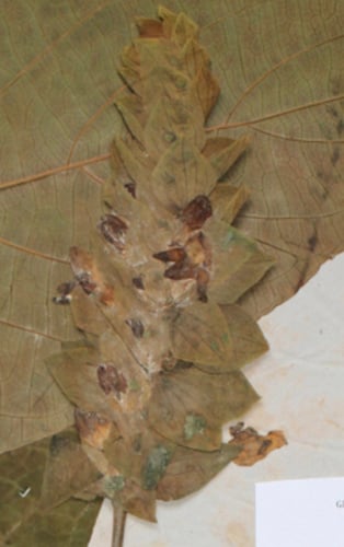 Justicia engleriana — photo